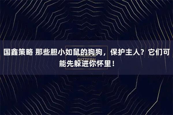 国鑫策略 那些胆小如鼠的狗狗，保护主人？它们可能先躲进你怀里！