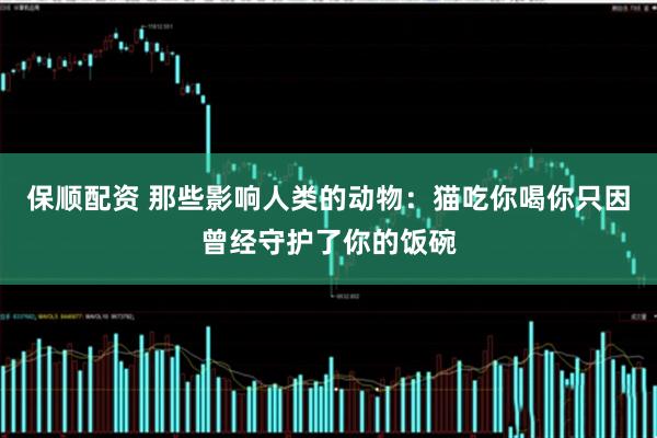 保顺配资 那些影响人类的动物：猫吃你喝你只因曾经守护了你的饭碗