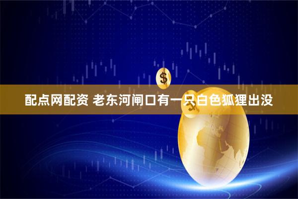 配点网配资 老东河闸口有一只白色狐狸出没