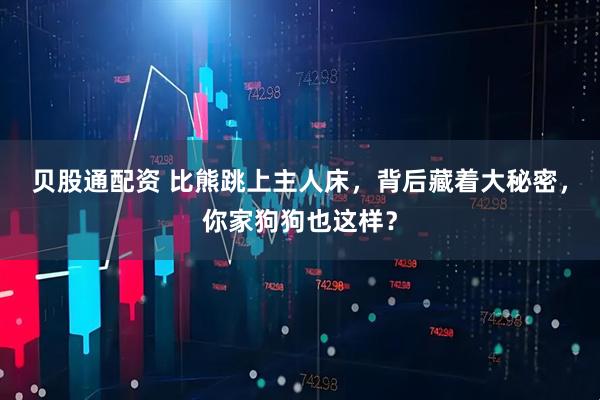 贝股通配资 比熊跳上主人床，背后藏着大秘密，你家狗狗也这样？